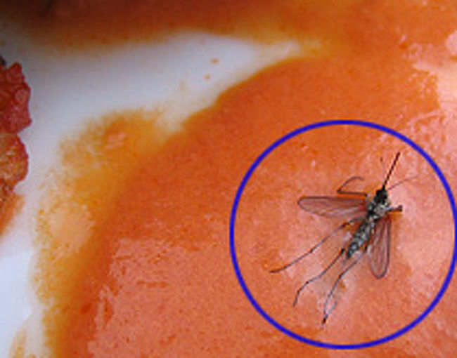 屋外なので蚊が飛んでいる。<br />そして料理に入ってくる。<br />虫除けは必須です。