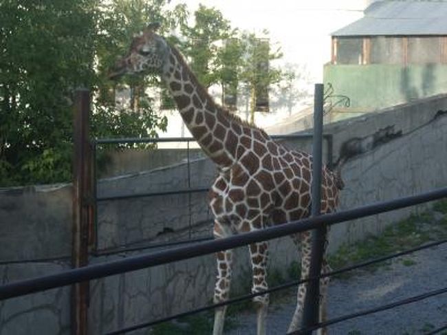 キリンさんがお出迎え。