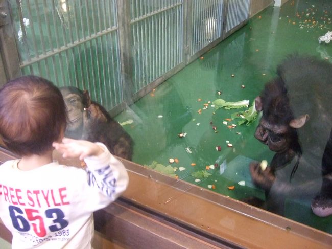 チンパンジー。<br />ずっと子供とにらめっこしてます。