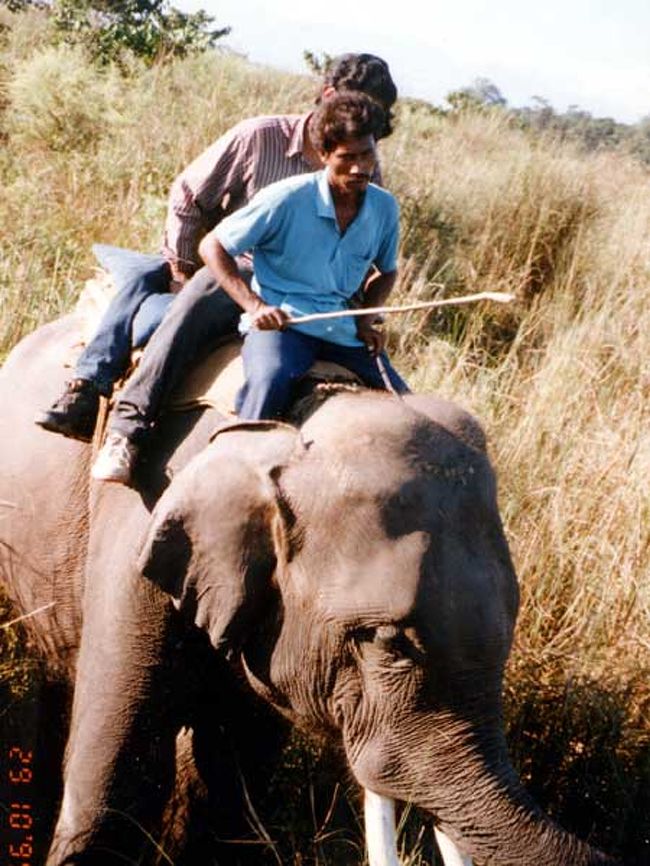 インド象ライディング