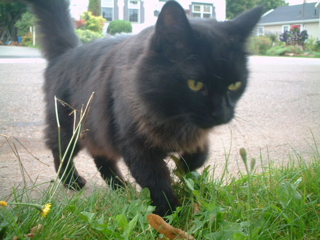 ひとなつっこいくろにゃー。<br />ダッコはキライな８の字スリヨリねこ。<br />