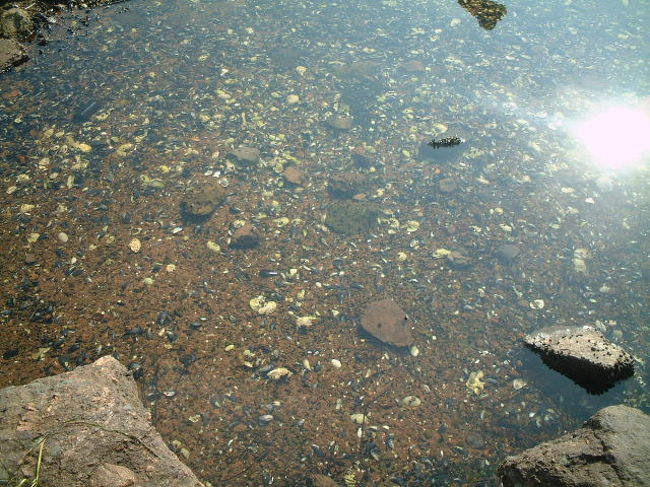 貝がいっぱい。