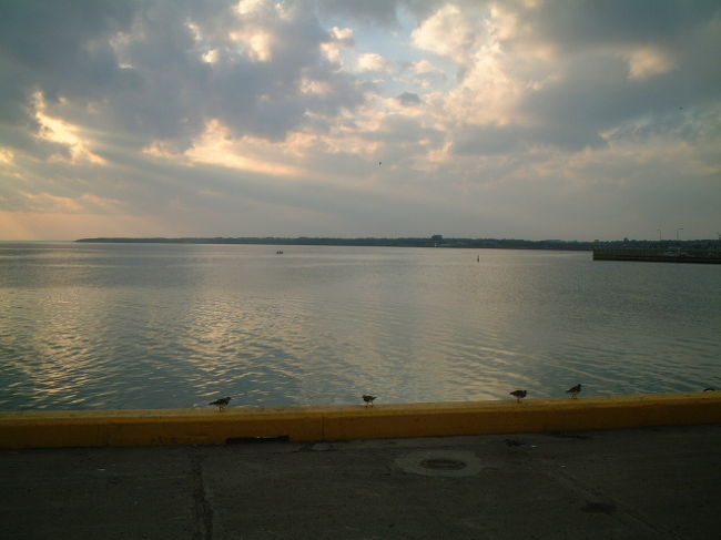 ひとなつっこい鳥たち。<br />釣竿をたらしている下をトコトコ歩いていきます。<br />