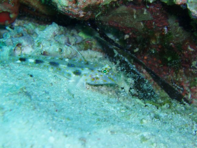 ハタタテサンカクハゼ。Exotic House Reef はハゼ天国です。