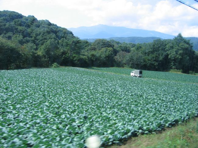 群馬県に入りました。嬬恋村といえば…キャベツですね。