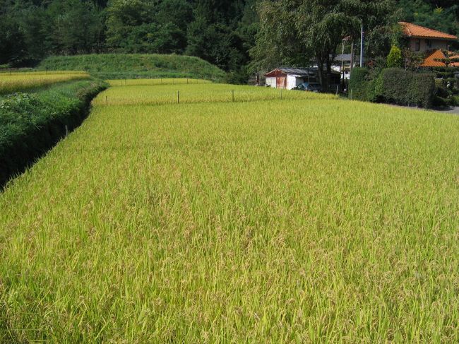 稲の穂が垂れ下がっています。それそろ刈り取りでしょうか。おいしそうです。