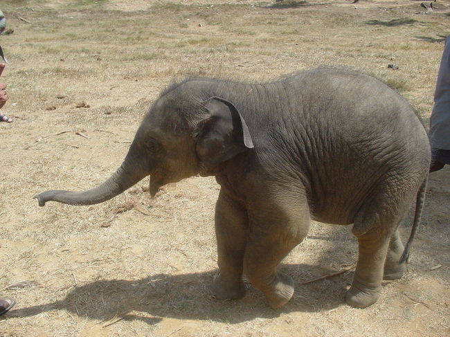 キャンディ郊外にあるピンナワラ象の孤児院