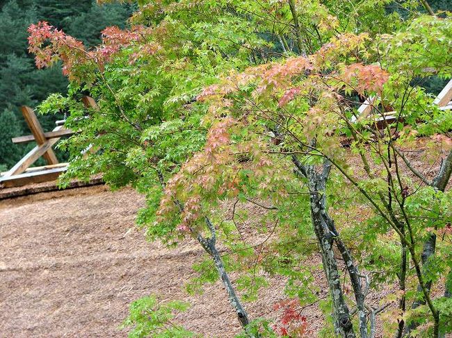 幾分、、紅葉も<br />シーズンには、さぞ美しく成る事でしょう。