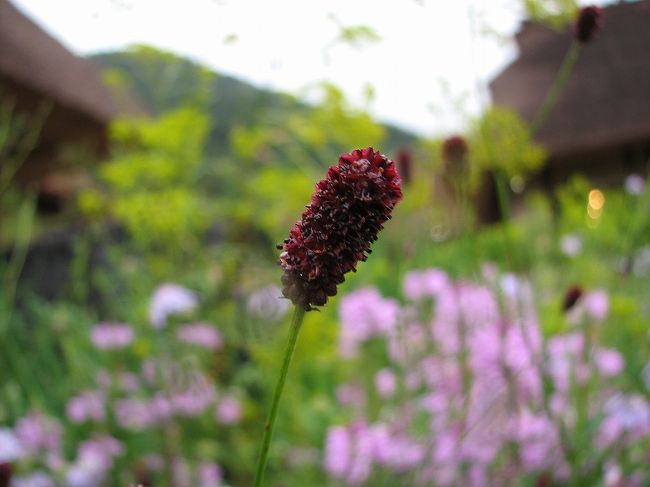 珍しい<br />「れれもこう」（吾も紅）