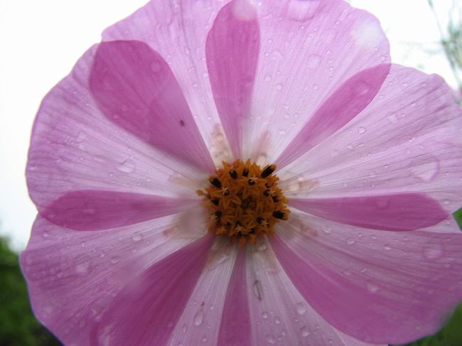 コスモスも栄養が良いのか<br />　　大輪に咲いています。<br />