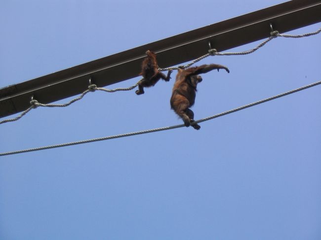 　３日目は旭山動物園へ。<br />２回目だったのですが楽しかった。
