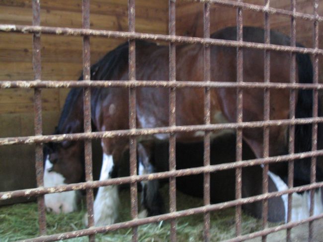　最終日、乗馬がしたいので千歳空港に近い《ノーザンホースパーク》へ。乗ったウマがこのウマで、なんと映画『北の零年』で吉永　小百合さんが乗っていたバーズと言う名前のウマでした。<br />　へたっぴ〜が乗ってしまったけど、ちゃんと指示に従ってくれた賢いバーズでした。<br />　これで、２２回目の北海道旅行は終了。