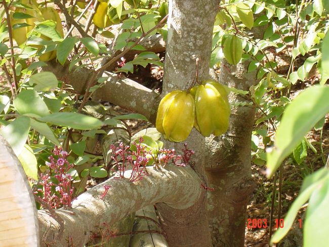 何だか不思議な生え方してますょね？<br />確か。スターフルーツです★