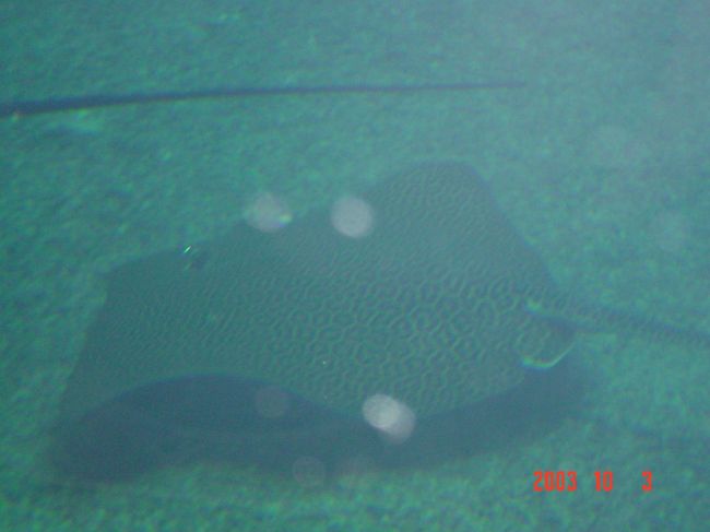 ヒョウ柄のお洒落なエイです