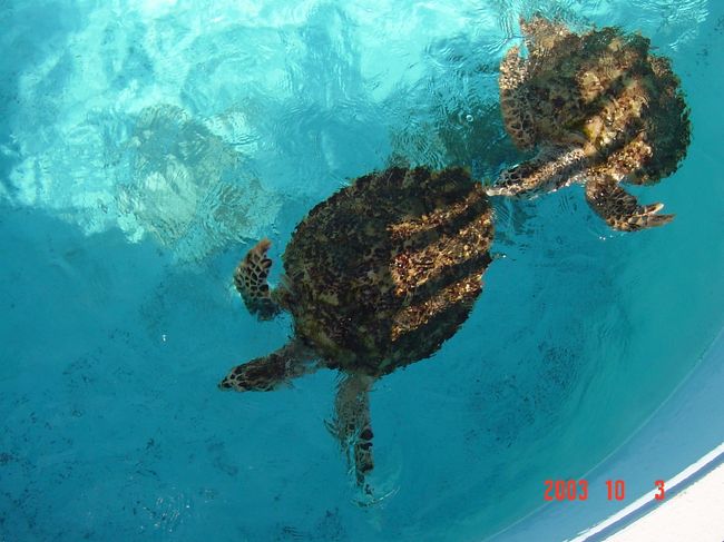 これも館外。<br />海がめが大小沢山いましたょ