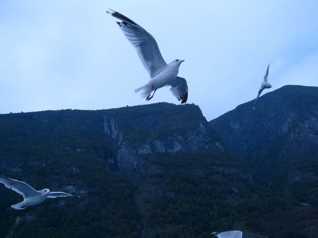 ﾌｪﾘｰが出航すると、カモメがたくさん寄ってきます。<br />パンを投げるとナイスタイミングでキャッチするので驚きました。