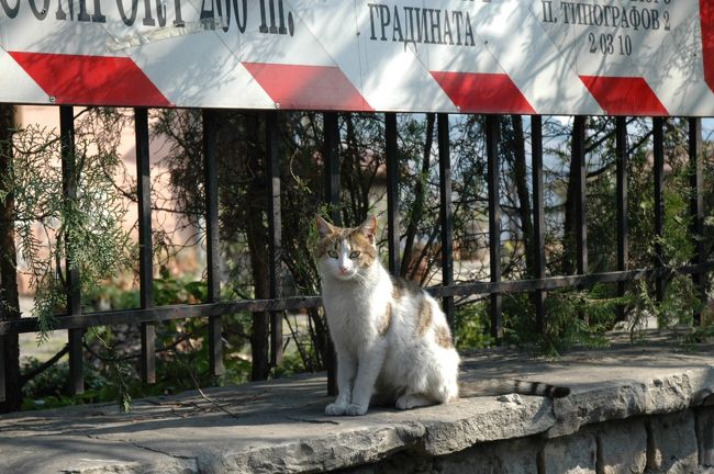 チャルシャの可愛い猫。