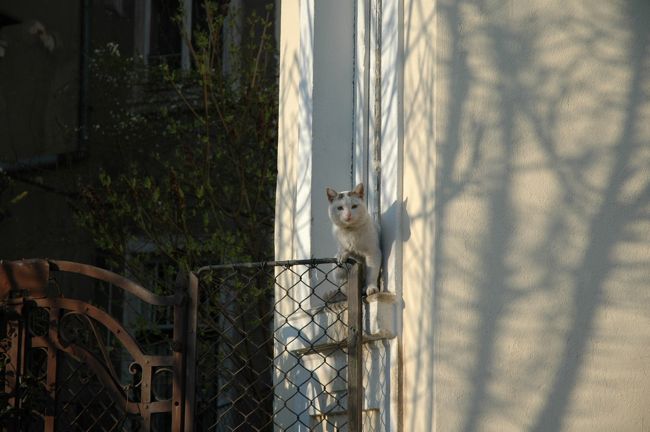 ヴェリコ・タルノヴォの白い猫。