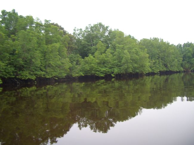 コーヒー色の川を進んで行きます。<br />テングザルは、何度も見れました。<br />写真はうまく撮れず・・・。<br />暗くなったら、ワニ（小）も見れました。そして、<br />蛍もとてもきれい！<br />あ〜、何度きてもジャングルはいいわ〜。