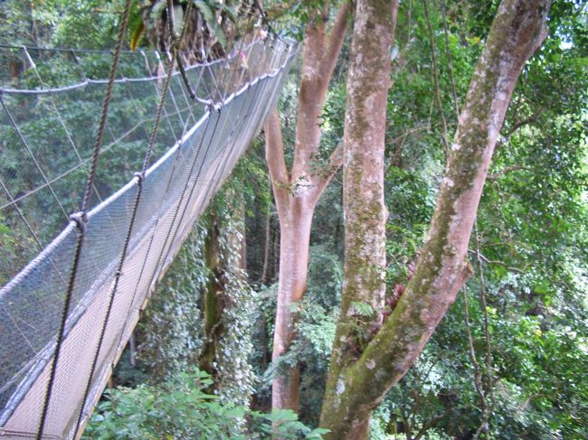 キャノピーウォーク。<br />つり橋が揺れて、結構こわい。<br />高さは40Mくらいあるらしい。<br />ガイドさんに今まで落ちた人はいるのか聞いたら、いないらしいので、安心して歩く。へっぴり腰で結構情けない・・・。