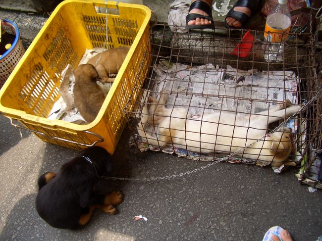 犬・猫・うさぎ・ねずみ・金魚など生き物がたくさん<br />売ってます。<br />あんまり見てると勢い余って買ってしまいそう。<br />わんこ達は暑そうでかわいそう。<br />地元の人達は、ハムスターをよく買ってました。