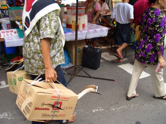 今回のヒット作。<br />がちょうを買うおばさん。<br />2羽も買っちゃって。<br />食べるんでしょうか？