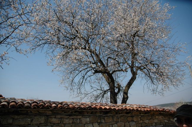 杏の花が満開で、日本の桜の花に相当します。