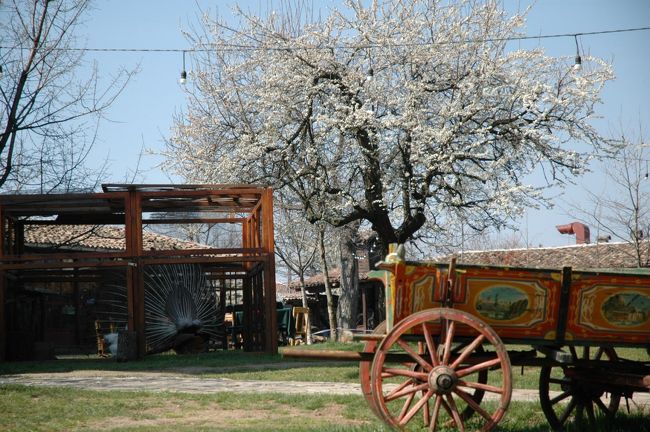 李の花が満開でとても印象的でした。