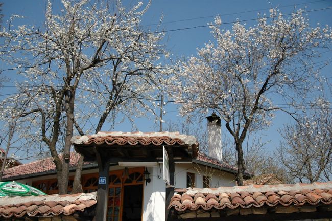 民家の庭には李の木が植えられていて、花が満開でした。