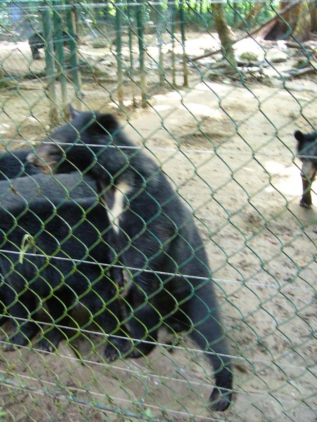 残念ながらトラは檻から出てこなかったです。
