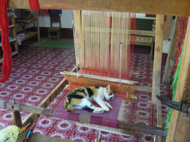 機織器の上でネコが昼寝中。<br />起こしちゃった。