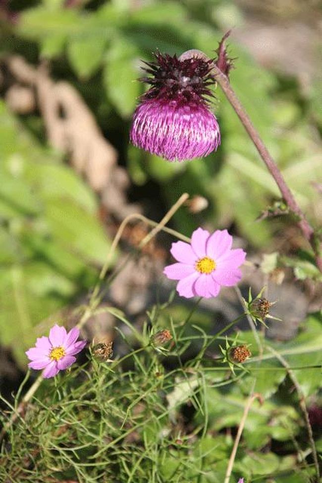 富士河口湖町側の湖畔沿いの駐車場の片隅に咲いていました。