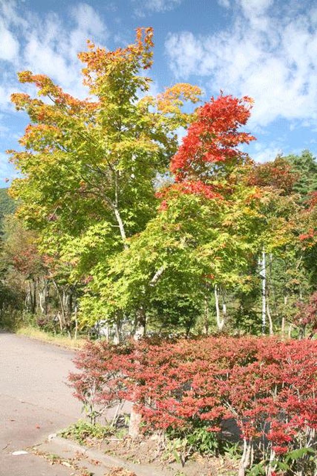 一部紅葉していました。