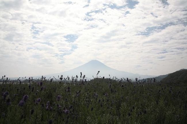 画像が暗いのではっきりわからないと思いますが、手前の花壇にラベンダーが咲いています。