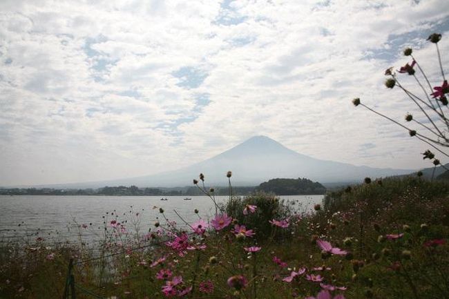 コスモスを入れてみました。