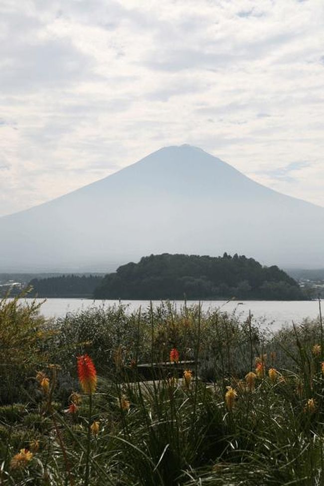 この花の名前は?<br />疎いのでわかりません。