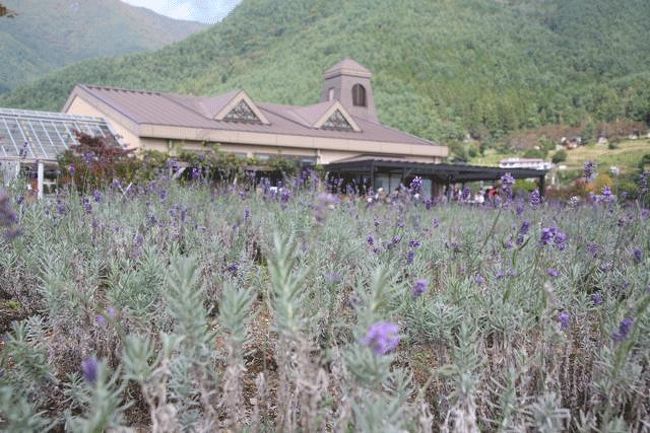 ラベンダーです。