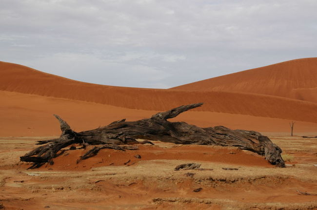 倒れているのに、腐らずにそのまま残っている木。