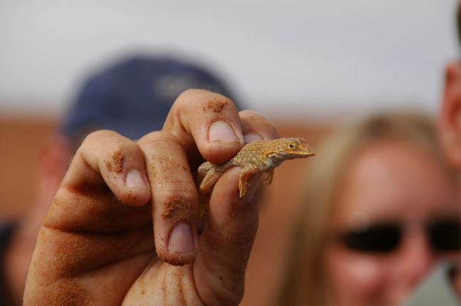 無造作にトカゲを掴んだ彼にびっくりしたよ。