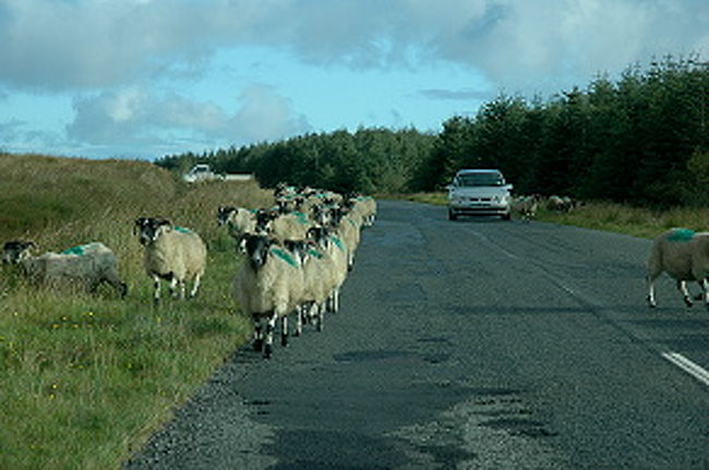 片側一車線になったのはいいですが、今度は車道を通る羊の群れに遭遇。<br /><br />向こうから来る車も安全第一の態勢。 それを察したのか、一列縦隊右側通行に編隊を組む羊クンたち。<br /><br />賢い、賢い！