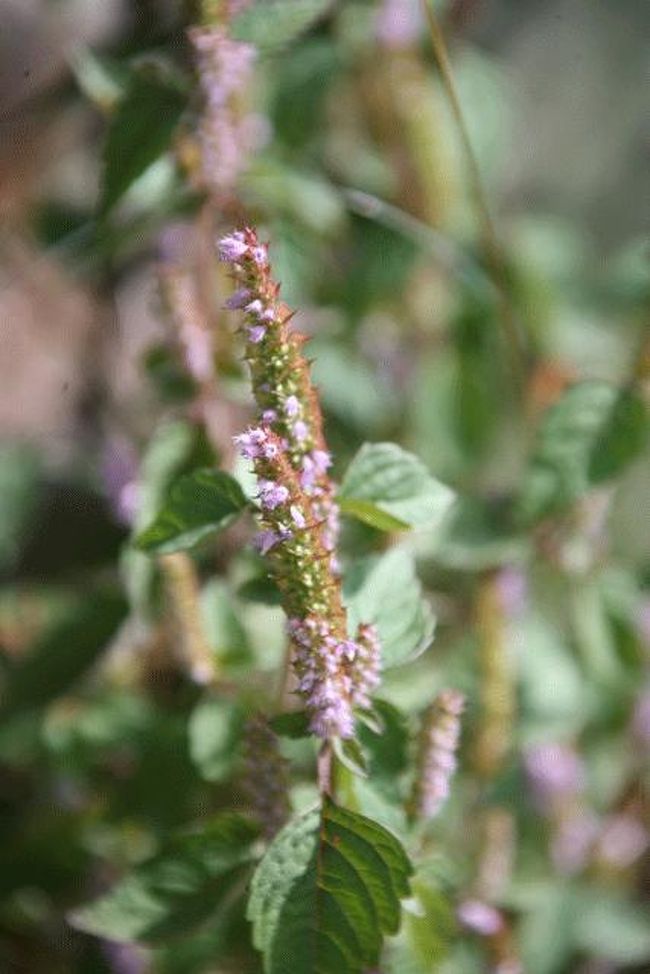 湖畔に下りる階段にありました。