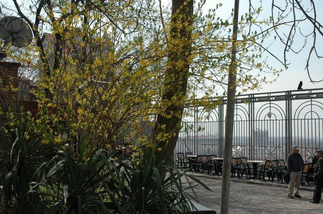 ローマの円形劇場跡の上にあるオープンカフェには、早春の可愛い花が咲いていました。