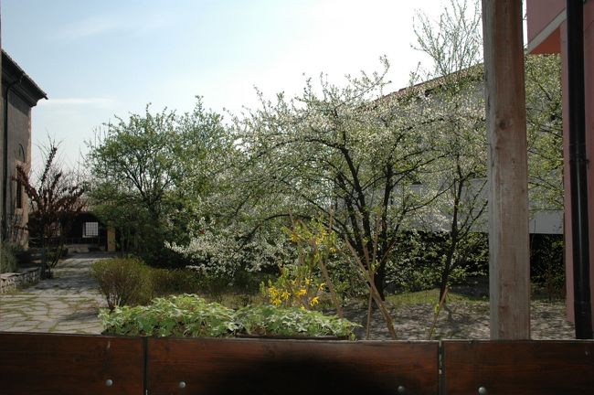 李の花がきれいでした。