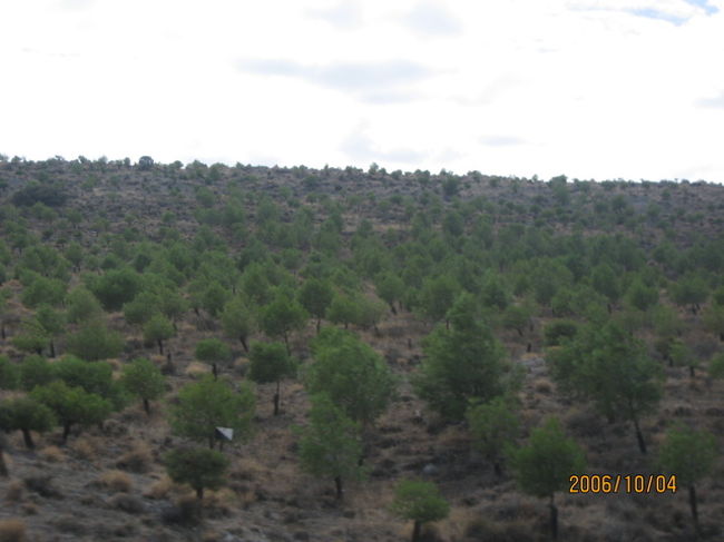 オリーブ畑の中をバスは走り、午後はトレドへと移動します。