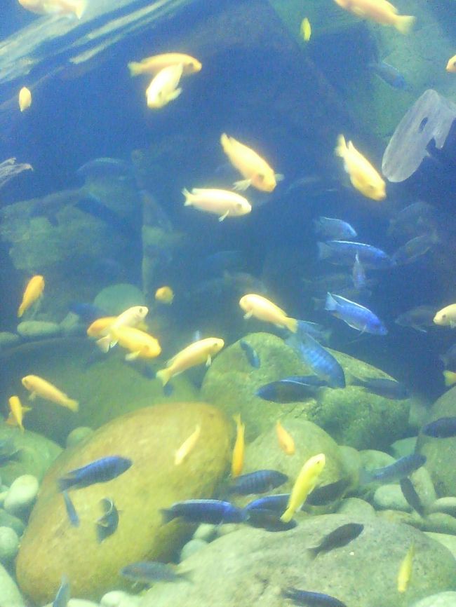 トイレ入口には熱帯魚のいる水槽がありました。<br />あまりにも綺麗だったのでついつい写真に収めてしまいました。