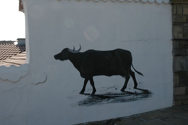 シプカ峠でみられた水牛の図です。水牛のヨーグルトはとても美味しいものでした。