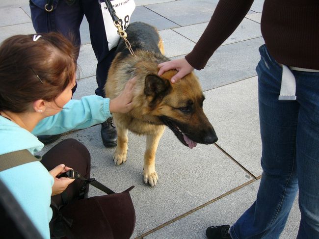 警察官と犬は観客の間を通って戻っていったので、こうやって撫でられている犬もいました。<br />シェパードなので、かなり大きくてちょっと怖いですが、ちゃんとしつけがされているので、おとなしくたくさんの人に撫でられていました。