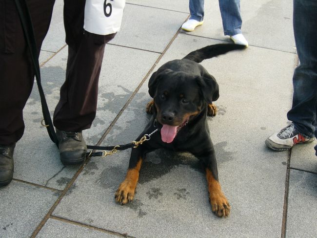 犬種はシェパードばかりではなく、こんな犬もいました。なかなか愛嬌のある犬でした。