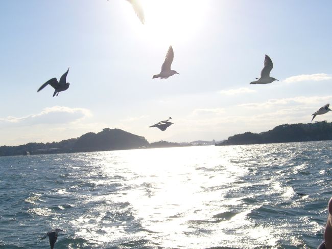 かもめの大群が餌を求めて必死に追いかけてくる様子<br /><br />みんなでかっぱえびせんをあげると慣れているようで手の届くところまで近づいてきてキャッチするという賢いかもめたち★