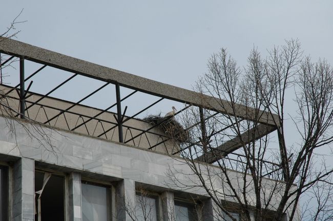 別の建物の屋上にもコウノトリの巣が見られました。かなり沢山のコウノトリがこの村に住み着いているようです。